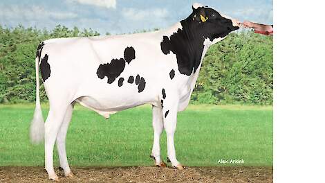 Delta Dolmen (v. Topstone) debuteert met maar liefst 308 TIP. Met ruim 1.500 kilo melk, hoge gehalten, sterk beenwerk en goede klauwgezondheid is hij de nieuwe nummer één van de TIP.
