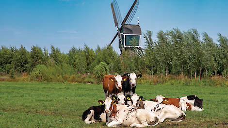Door de kalveren in vaste groepen naar buiten te doen, is het voor de melkveehouder makkelijker bij te houden hoeveel dagen weidegang ieder dier gehad heeft.