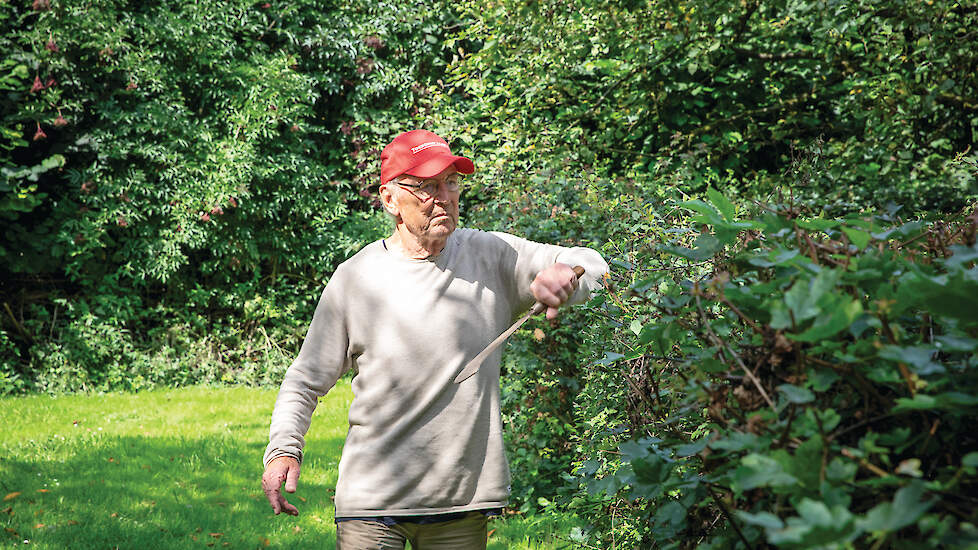 Louis Dolmans is een ervaren heggenvlechter en krijgt zo makkelijker de gewenste vogels in zijn hagen.
