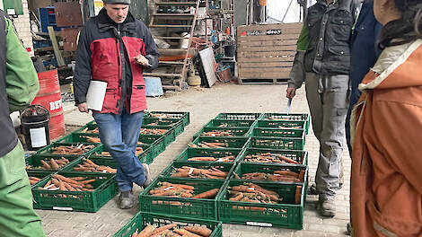 Wortelen beoordelen met Edwin Nuijten op biodynamisch akkerbouwbedrijf Gaos in Dronten.