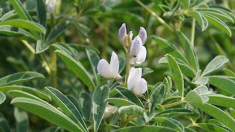 Lupine