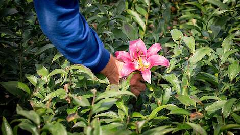 Op de foto de ‘baby’ lelie. De bloemen worden er vanaf gehaald zodat de bol kan groeien. Volgend jaar rond februari zal de eerste volwassen Drentse Lelie worden geveild.