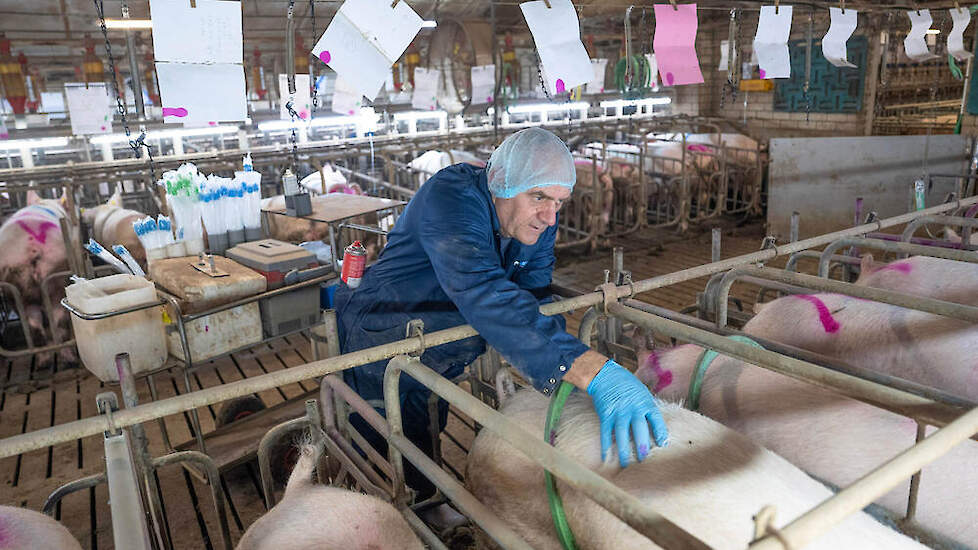 Uitbesteden van het insemineren van zeugen kan voordelig uitpakken in combinatie met bedrijfsKI.