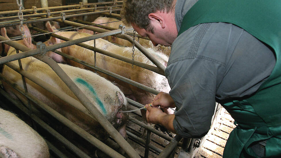 Koos Wouters: „Uitbesteden van het insemineren van zeugen kan voordelig uitpakken in combinatie met bedrijfsKI.”