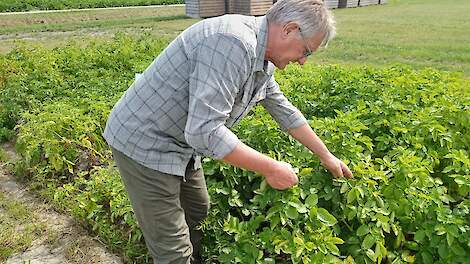 Een van de robuuste rassen in de proef is Connect van Solana Holland. Een geelvlezige middenlate tafelaardappel. Het loof is nog mooi vol en groen, concludeert Jacob Eising. Geen phytophthora-aantasting te zien.