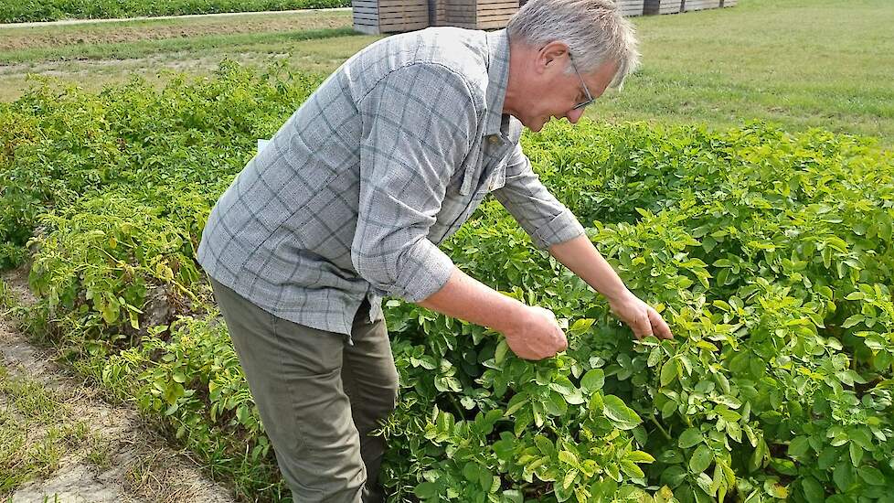 Een van de robuuste rassen in de proef is Connect van Solana Holland. Een geelvlezige middenlate tafelaardappel. Het loof is nog mooi vol en groen, concludeert Jacob Eising. Geen phytophthora-aantasting te zien.