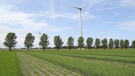 Beeld ter illustratie. Proeven van de WUR in 2019 met mengteelt in stroken.