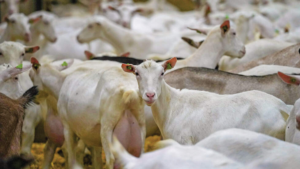 „We maken al bijna veertig jaar software voor melkveehouders. Maar de afgelopen vijf jaar hebben we ook een programma voor melkgeiten”, zegt Tineke Sieperda, directeur bij Uniform-Agri (inzet).
