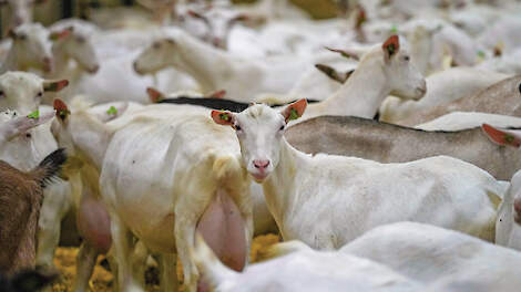 „We maken al bijna veertig jaar software voor melkveehouders. Maar de afgelopen vijf jaar hebben we ook een programma voor melkgeiten”, zegt Tineke Sieperda, directeur bij Uniform-Agri (inzet).