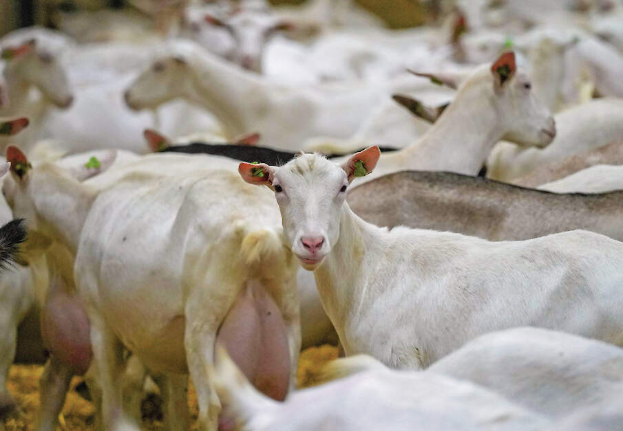 „We maken al bijna veertig jaar software voor melkveehouders. Maar de afgelopen vijf jaar hebben we ook een programma voor melkgeiten”, zegt Tineke Sieperda, directeur bij Uniform-Agri (inzet).