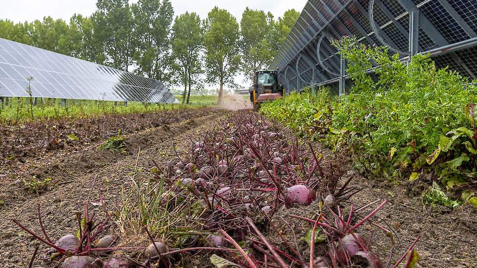 Een rooimachine oogst rode bieten in het zonnepark.