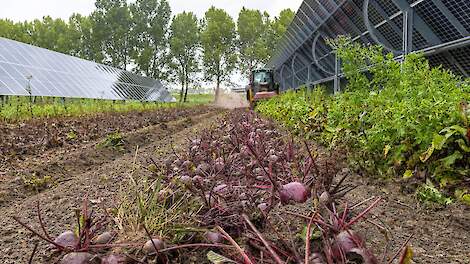 Een rooimachine oogst rode bieten in het zonnepark.