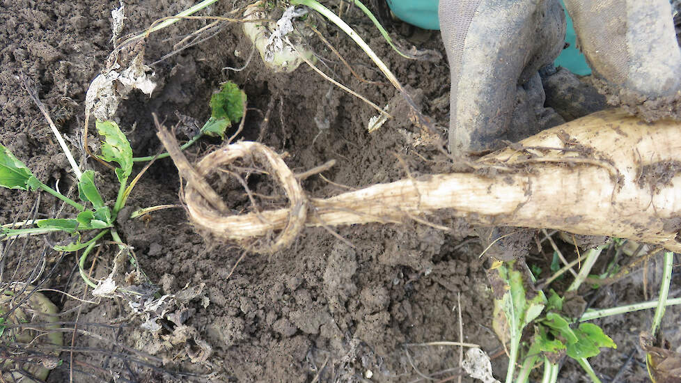 Van een sterk aangetaste suikerbiet lijkt de punt wel van rubber. Je kunt er een knoop in leggen. [Foto: J. Hausmann/Julius Kühn-Institut]