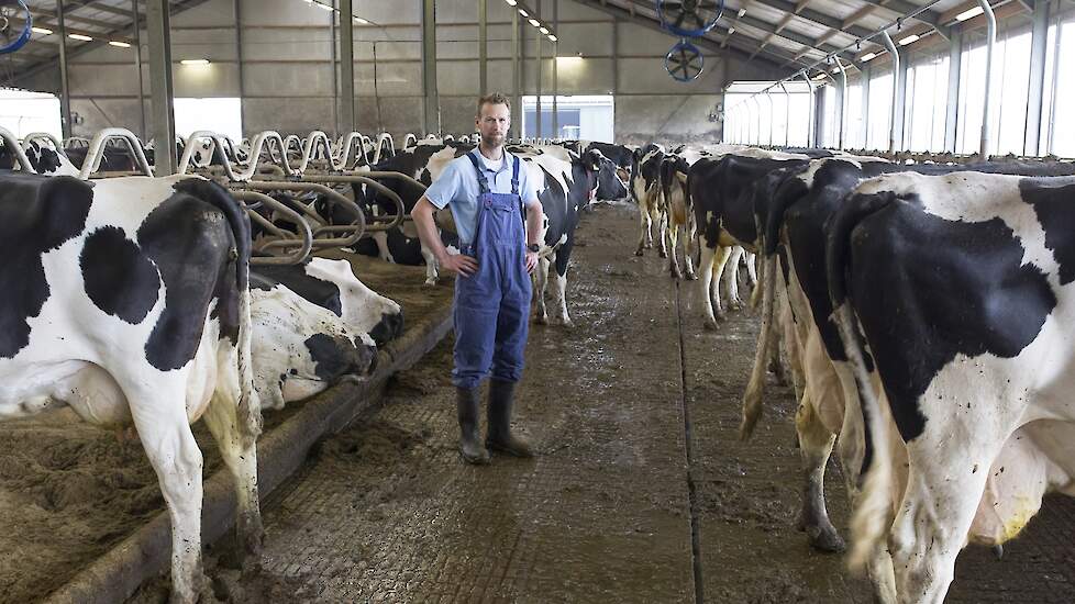 Netwerkdeelnemer Klaas Jan van Calker tussen zijn koeien - NPB