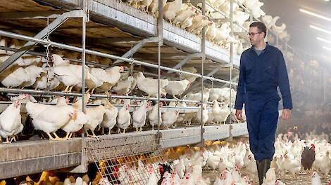 „Ik ben geen boer geworden om rijk te worden en ben al helemaal geen geldwolf, maar heb passie voor legvermeerderingsdieren", zegt legvermeerderaar Maarten Schimmel uit Kesteren (GD).