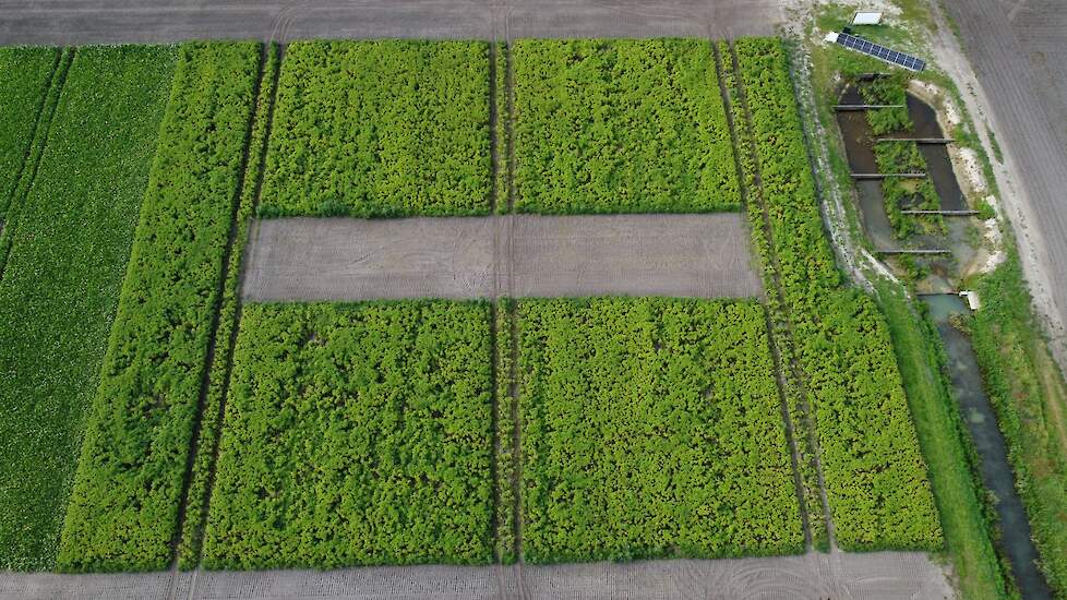 Proefveld Boerderij van de Toekomst Veenkoloniën