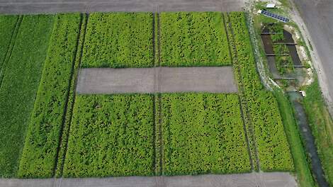 Proefveld Boerderij van de Toekomst Veenkoloniën