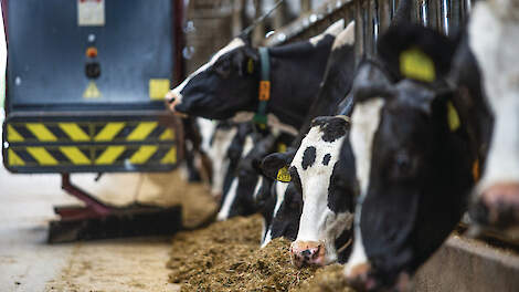 80 ton voer in de week levert bij Petter maar 15 kilo restvoer op.