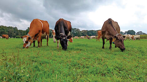 Hoe hoger de melkproductie per koe, hoe zwaarder dit meetelt in grootvee-eenheden (GVE).