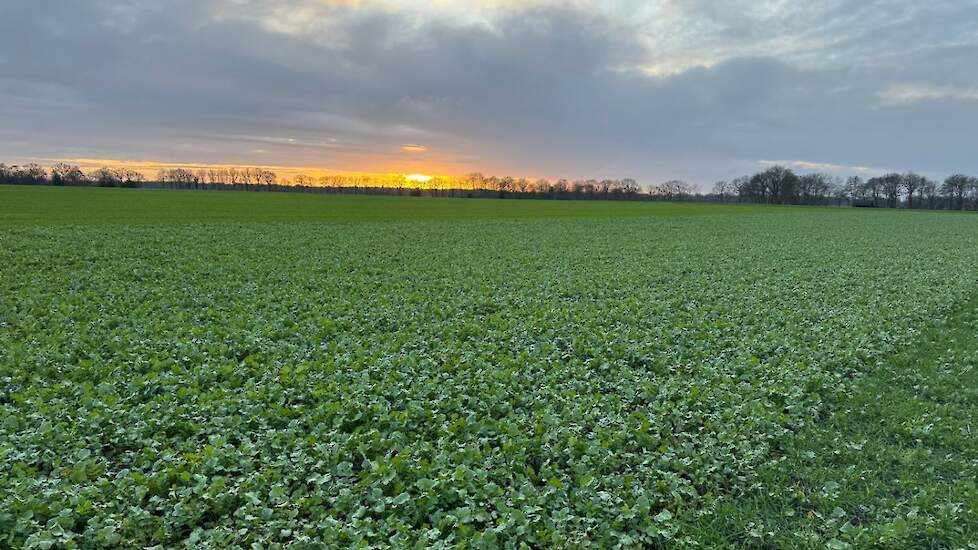 Landschap met perceel bladrammenas