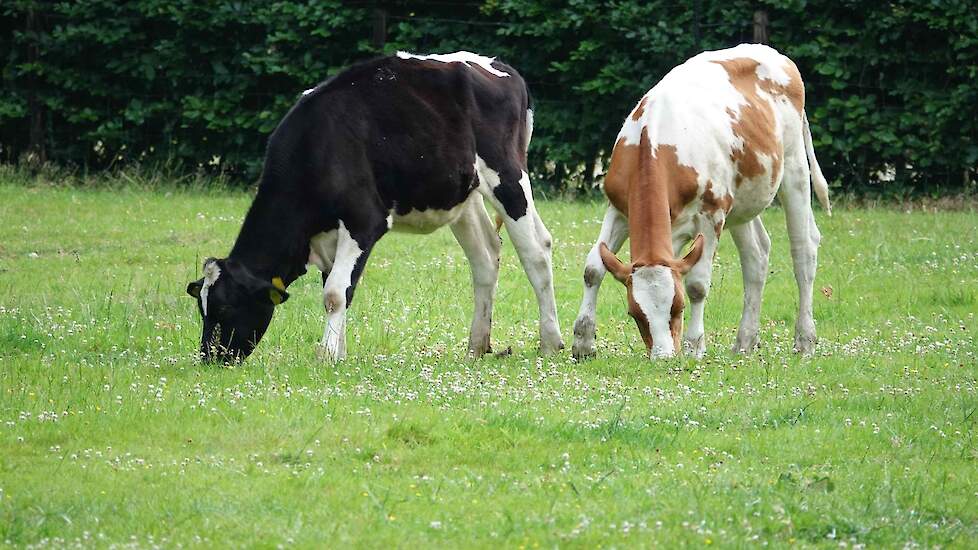 Kruidenrijk grasland
