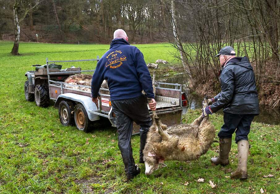 Dode schapen door aanval wolf in weiland worden opgeruimd