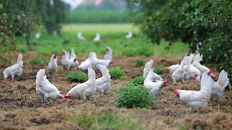 Meerdere biologische leghennenhouders in ons land hebben de afgelopen jaren vrije-uitloophennen opgezet.