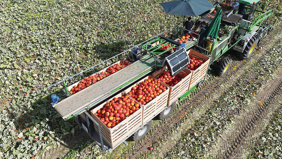 De oogstmachine van De Terp verwerkt 5 hectare Flexi-Kuri pompoenen per dag.