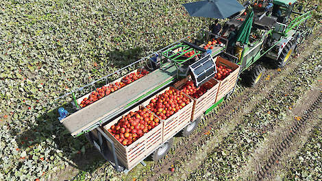 De oogstmachine van De Terp verwerkt 5 hectare Flexi-Kuri pompoenen per dag.