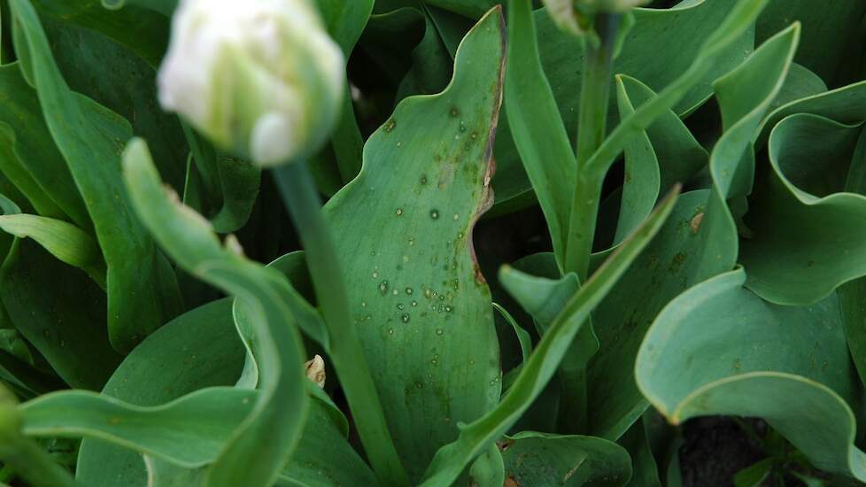 Vuur in tulp