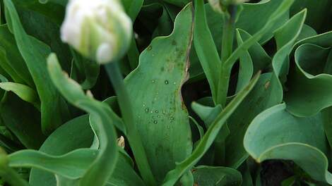 Vuur in tulp
