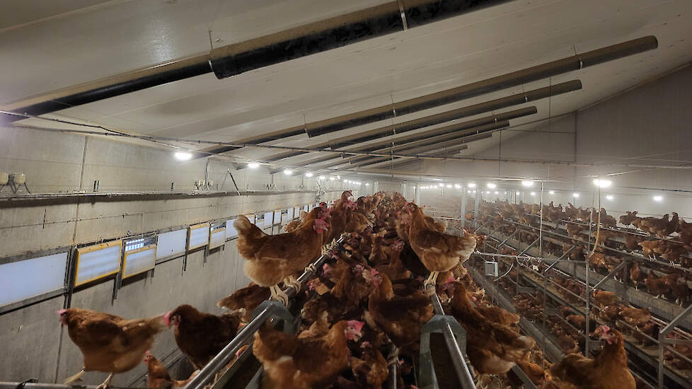 Legpluimveestal Ventilatie Venturibuizen