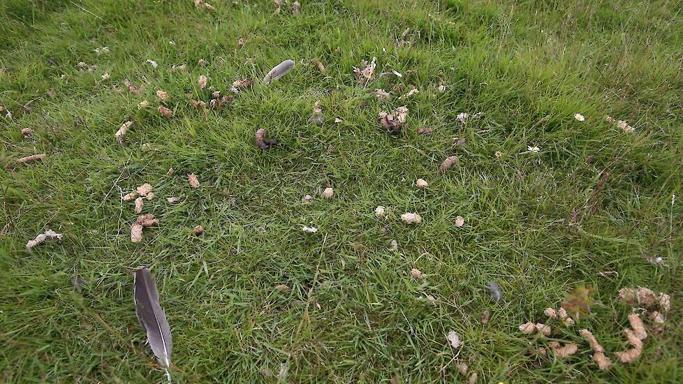 Ganzenpoep heeft een negatieve invloed op de grasgroei. Beeld ter illustratie.