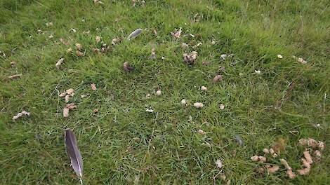 Ganzenpoep heeft een negatieve invloed op de grasgroei. Beeld ter illustratie.