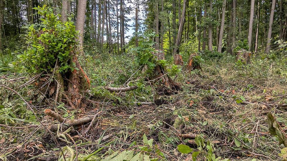 Beekbegeleidend bos in Lemselermaten