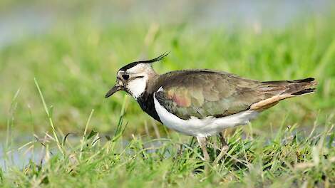 Weidevogel kievit