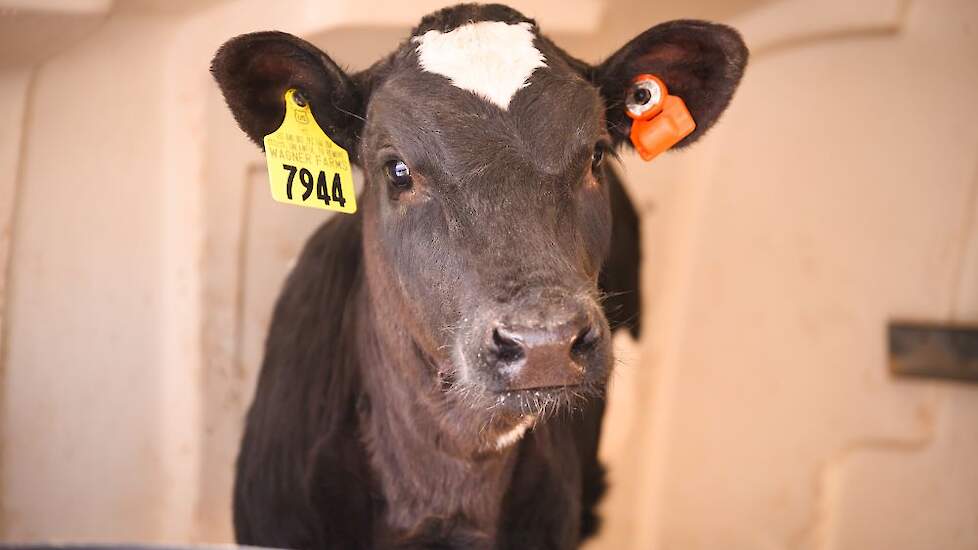 Kal met CowManager oorsensor