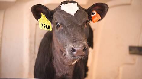 Kal met CowManager oorsensor