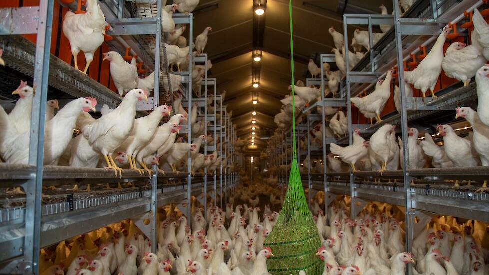 Kooi-vrije systemen breiden zich uit in westerse markten en nemen toe in opkomende economieën als gevolg van regelgeving en consumentenvraag.