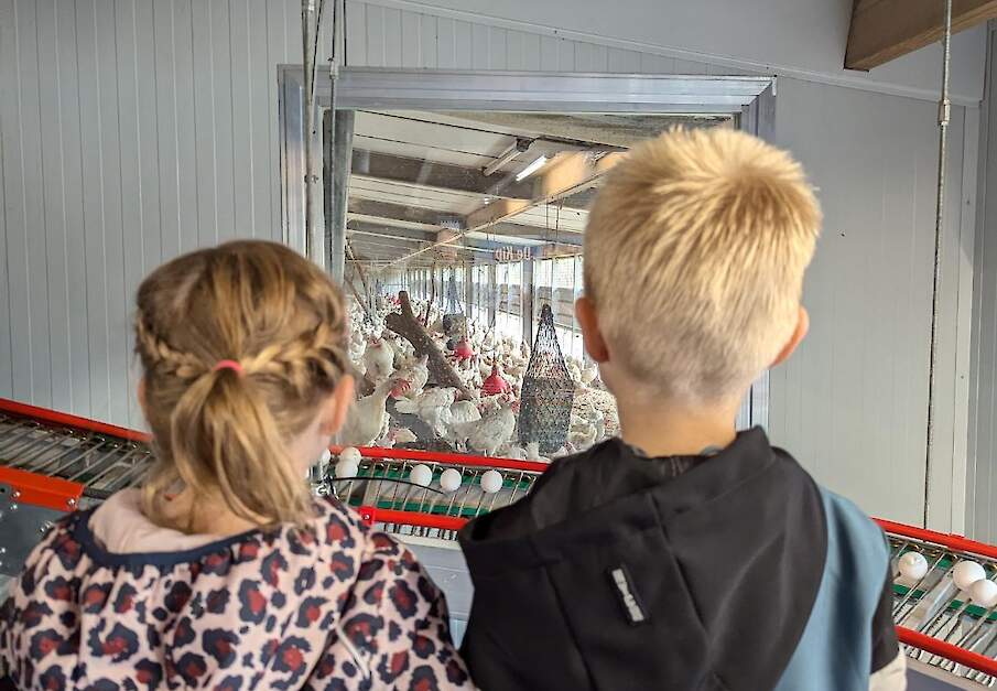 Bezoekers van legpluimveebedrijven krijgen de kans van dichtbij te zien waar hun eieren vandaan komen. Veel kinderen vinden de kippen prachtig.