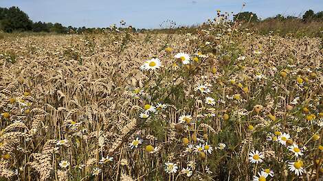 Met het Biodivers Akker Mozaïek laten we zien dat natuurinclusief produceren gewoon kan
