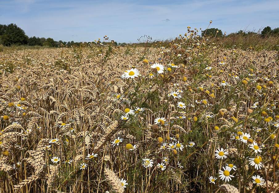 Met het Biodivers Akker Mozaïek laten we zien dat natuurinclusief produceren gewoon kan