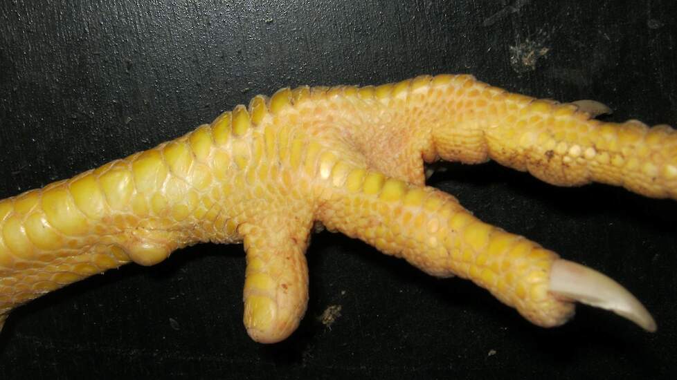 Een poot van een haan met een behandelde achterste teen.