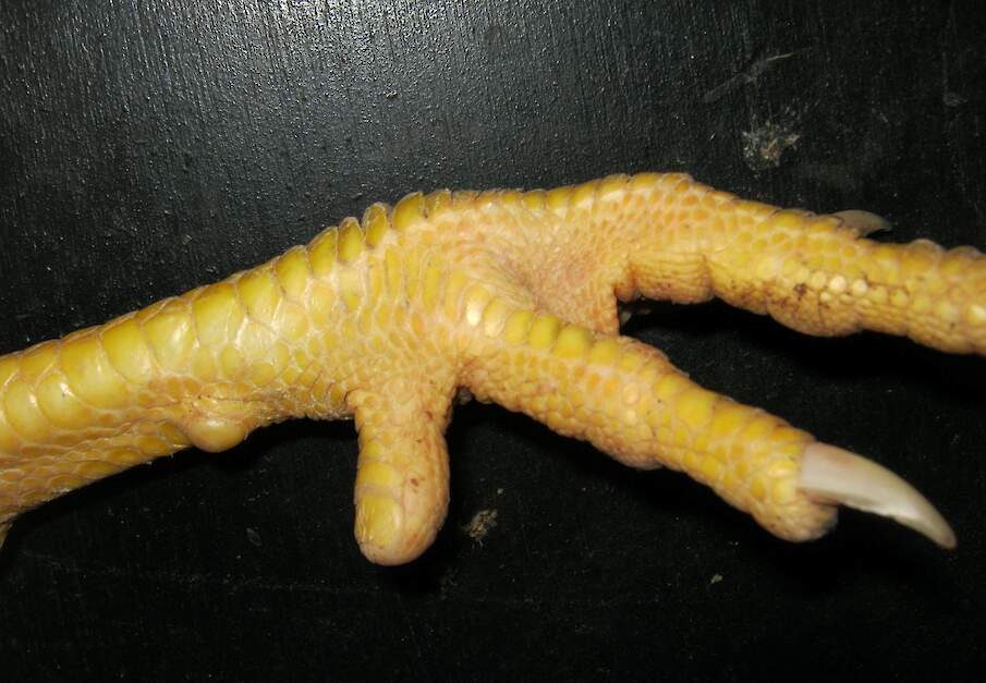 Een poot van een haan met een behandelde achterste teen.