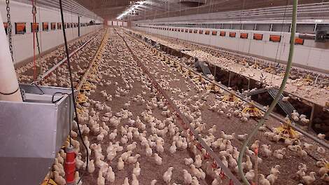 Springtafels voor vleeskuikens om op te zitten of onder te schuilen in de stal, hebben een positief effect op het dierenwelzijn.