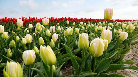 Beeld ter illustratie. Tulpen in Slootdorp (NH).