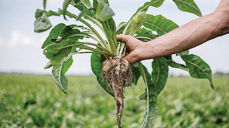 De regiotoeslag, teeltregistratietoeslag, het plusje voor de contractgrootte en de duurzaamheidstoeslag blijven voor 2026 ongewijzigd.