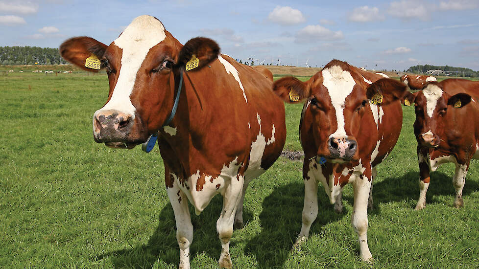 Van nature hoornloze koeien hebben over het algemeen een zichtbaar smallere kruin dan koeien die onthoornd zijn.