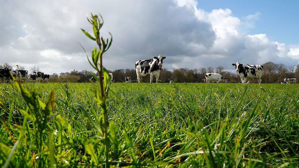 Sinds september is er eindelijk vocht. Het gras groeit uitbundig. Veel koeien lopen daar nog lekker op te grazen.