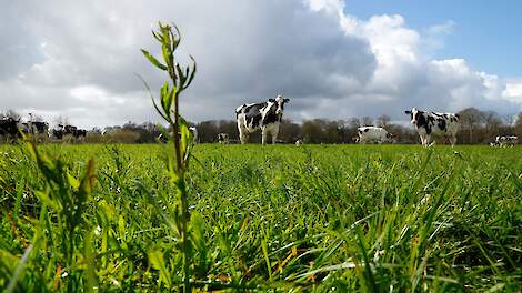 Sinds september is er eindelijk vocht. Het gras groeit uitbundig. Veel koeien lopen daar nog lekker op te grazen.